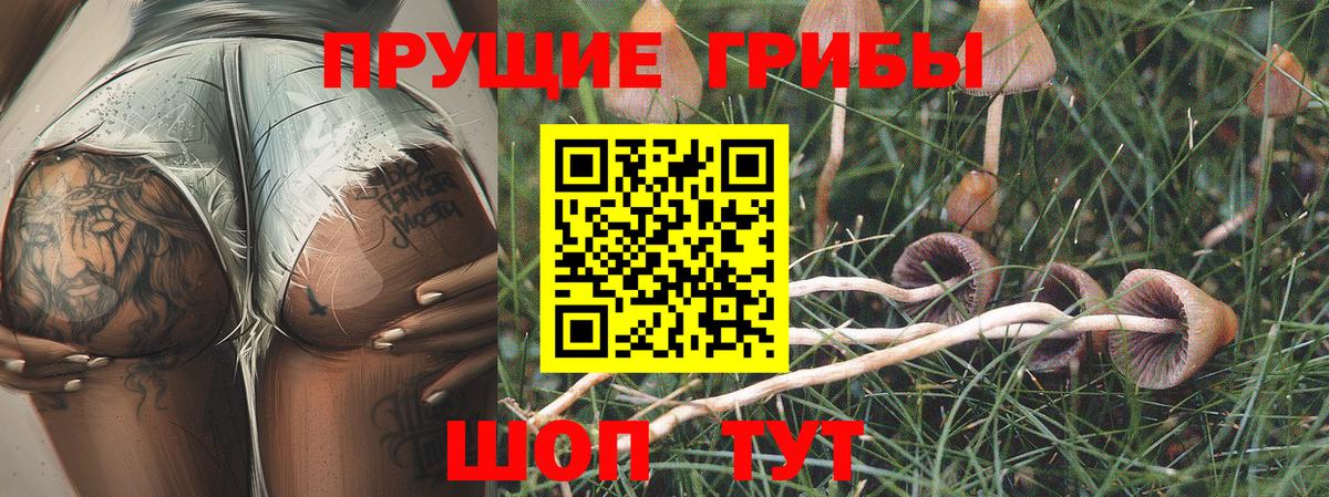 Псилоцибиновые грибы Psilocybe Карачаевск